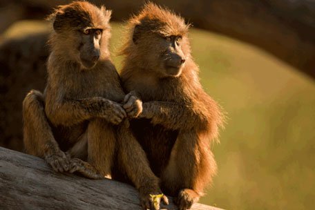 Delhi's first animal welfare policy calls for birth control of monkeys