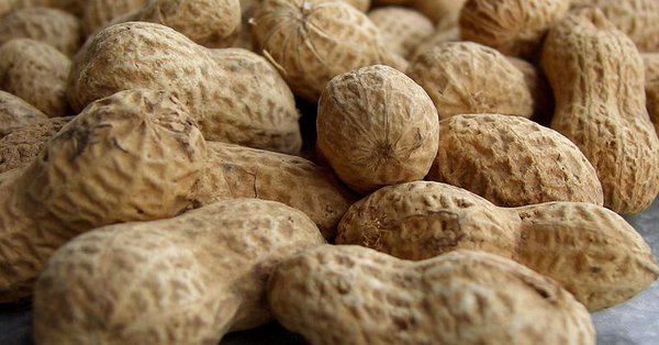 Drug derived from peanut protein can help treat people who are allergic to nut 