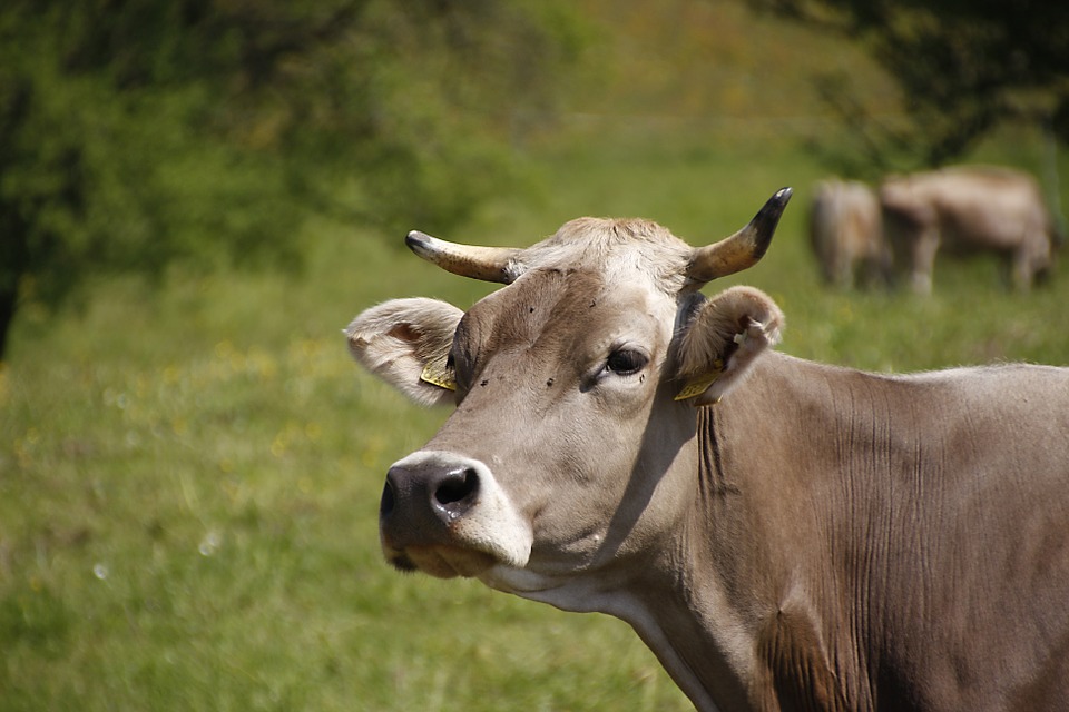 Rajasthan govt to honour those adopting stray cows on Jan 26, Aug 15