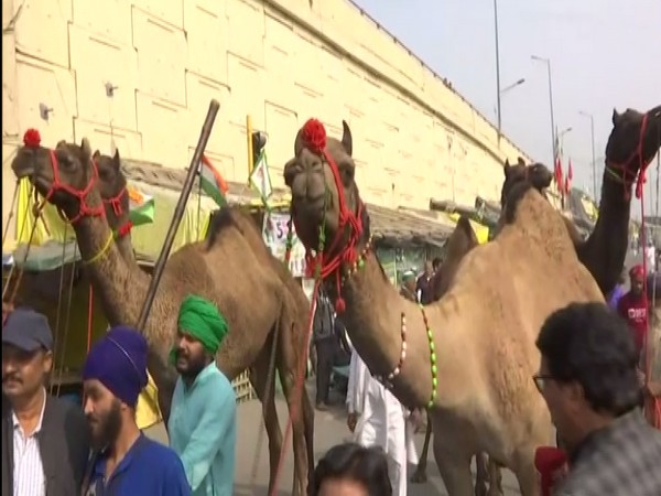 Nihang Sikhs arrive on camels at Delhi's Ghazipur border to celebrate Centre's decision to repeal three farm laws
