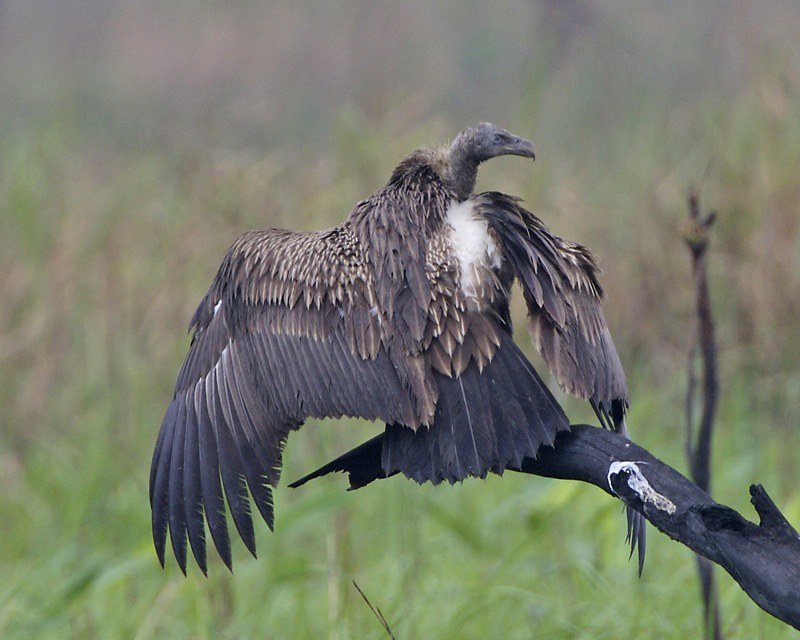 Missing critically endangered white-rumped vulture from Nepal found in Bihar