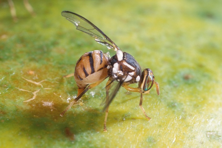 Dominican Republic Eradicates Mediterranean Fruit Fly in Record Time Using Innovative Nuclear Techniques