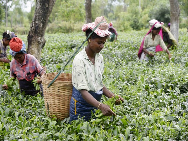 Best Tea in the world comes from here in India