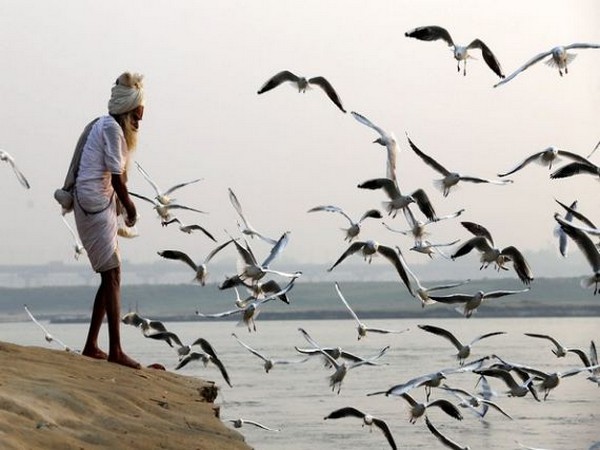 Bird flu: 181 birds found dead in Rajasthan