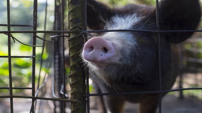 ADB, Chongqing Tianzow sign $30m loan to scale up pig breeding stock volumes