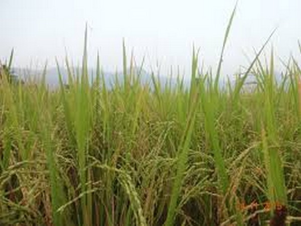 Chhattisgarh procures 8.3 million metric tonnes of paddy in 2019-20