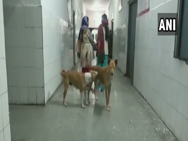 UP: Stray dog menace in Pilibhit Health Centre