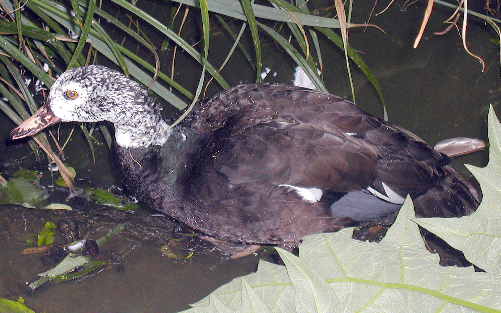 Assam gets endangered ducks from Czech Republic zoo