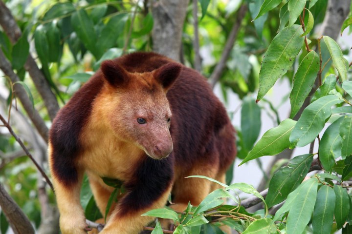 Tree kangaroo secured in Papua New Guinea supported by UNDP project 