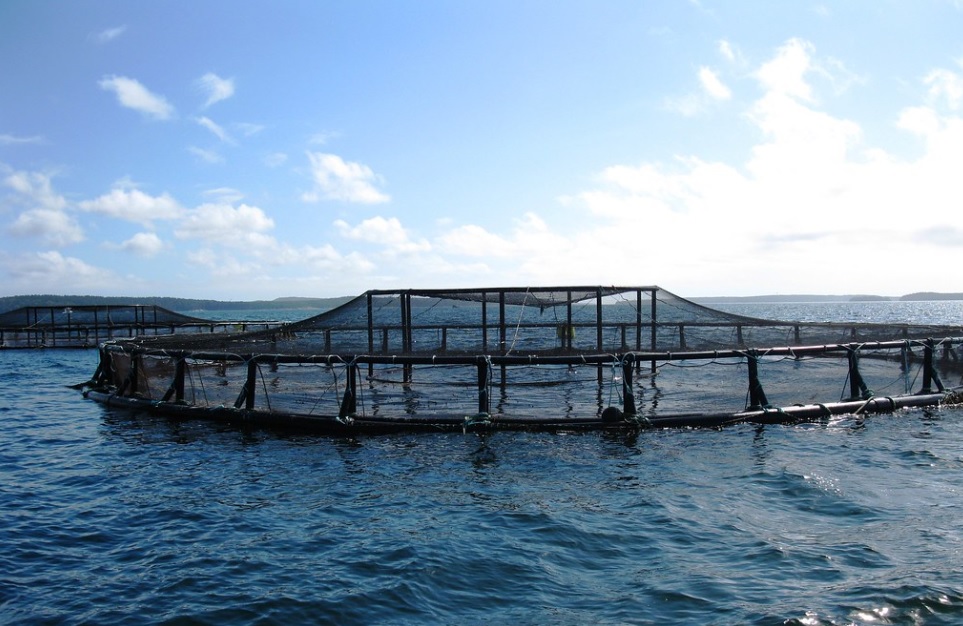 FAO implements fisheries and aquaculture development programme in African, Caribbean and Pacific states 