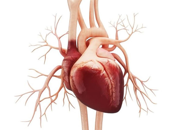 Study finds being unmarried is associated with a higher risk of death in heart failure patients