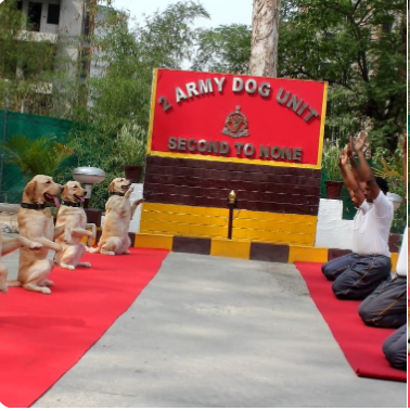 Indian security personnel practised Yoga with dogs and horses 