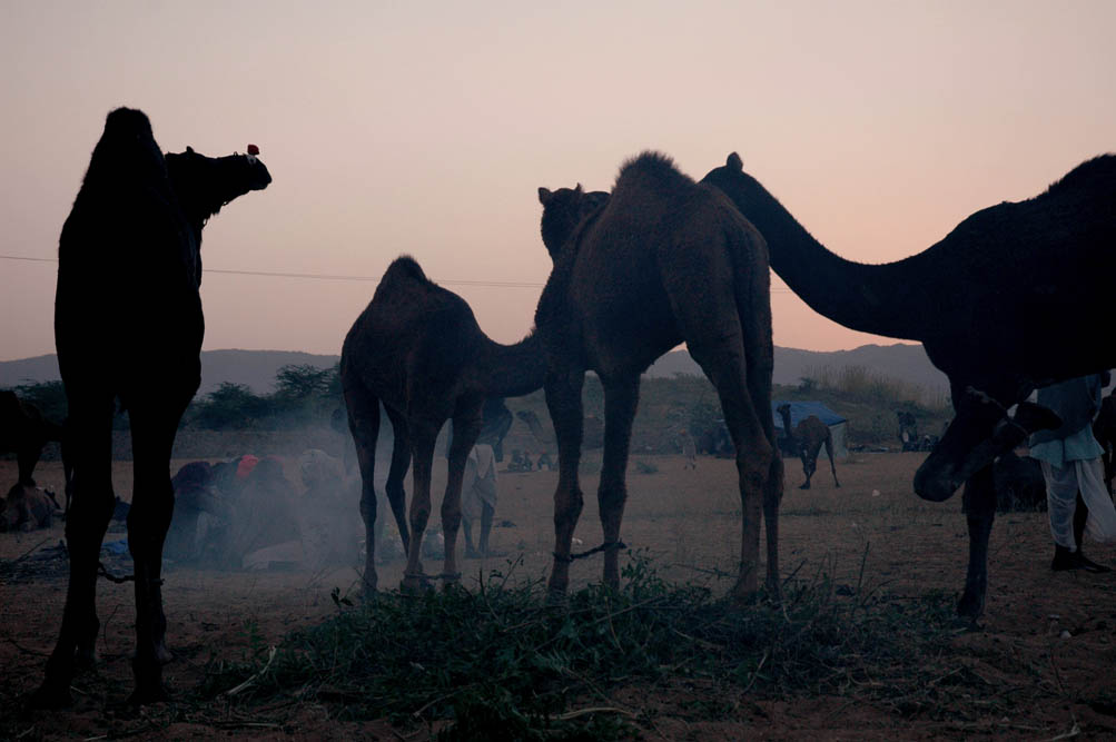 Dozens of camels barred from Saudi beauty contest over Botox