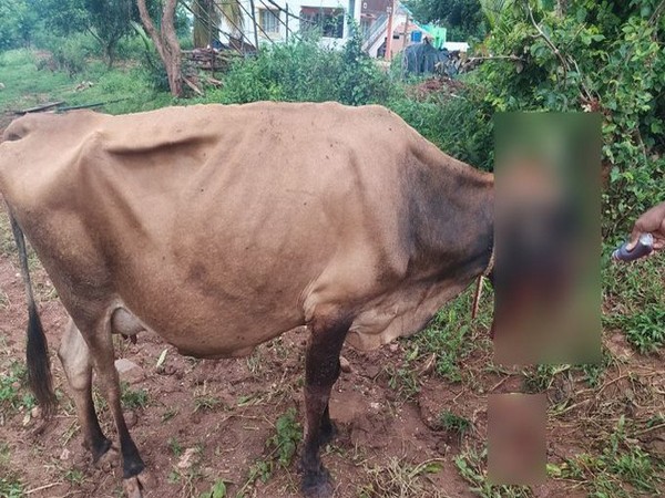 Cow dies after eating explosives kept for wild pigs in Karnataka's Mysuru