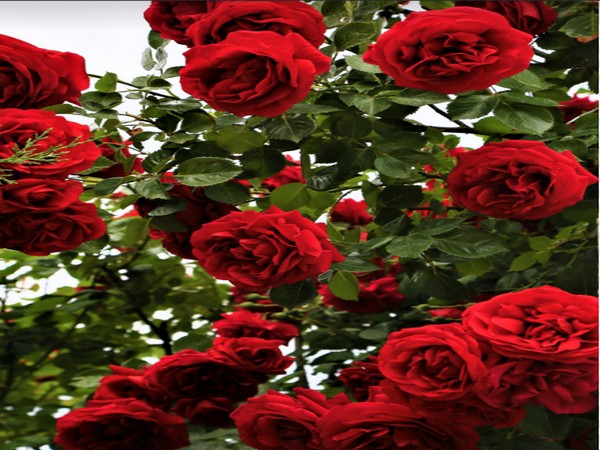 Older adults who can distinctively smell roses may have lower risk of dementia, study explains