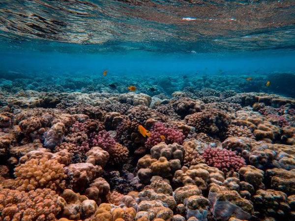 To restore reefs dying in warming seas, UAE turns to coral nurseries