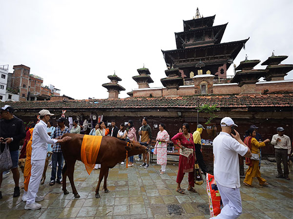 Nepal Celebrates GaiJatra: A Festive Procession of Cows and LGBTQI+ Pride