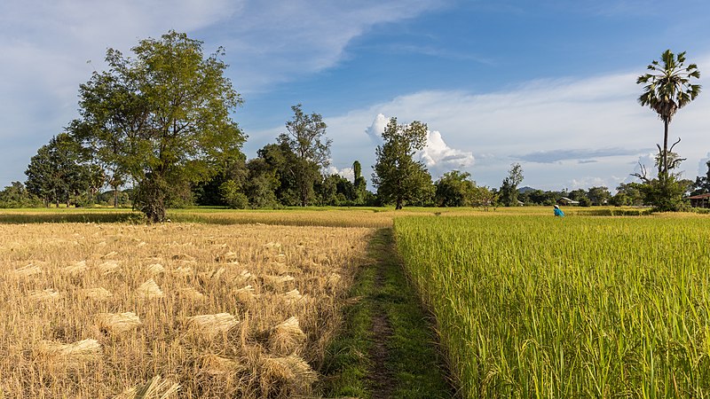 Punjab procured about 35 lakh tonnes of paddy this season