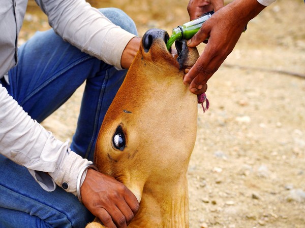 90 pc cattle vaccinated against lumpy skin disease in Punjab