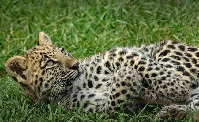 Scare in Shimla: leopard cub sneaks into court complex, rescued