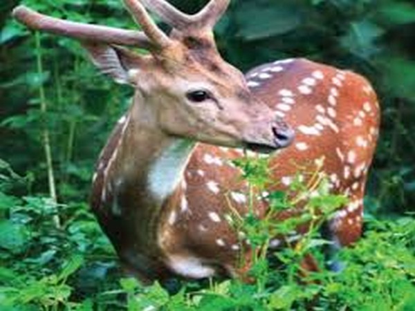 Odisha govt constitutes task force to reduce man-animal conflict