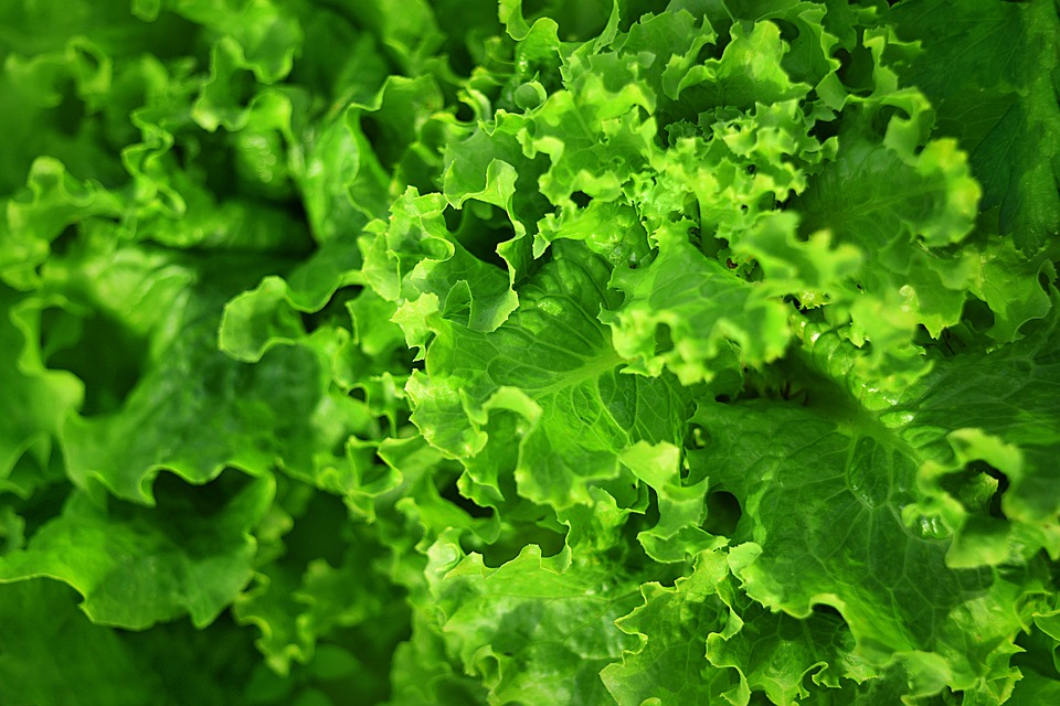E.coli outbreak linked to romaine lettuce appears to be grown in California