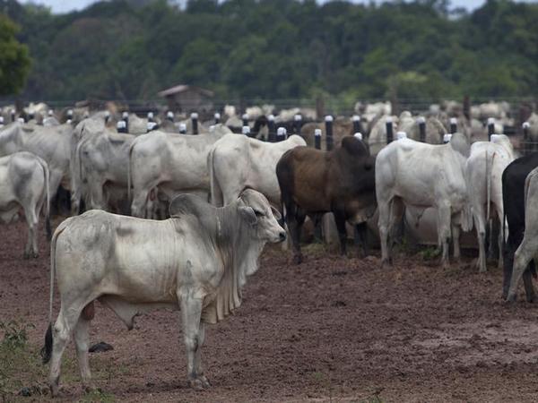 Odisha STF rescues 155 cattle being illegally transported to West Bengal, 2 arrested