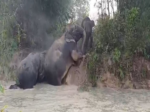 Heroic Rescue: Elephants Saved from Brick Factory Pit