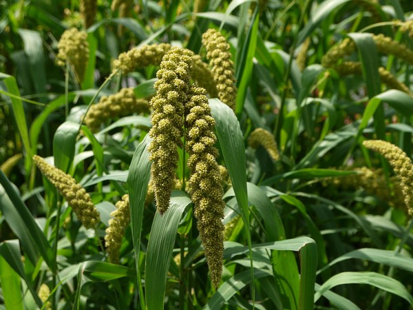 CSIR-NIIST to come up with a master plan to augment India’s millet production