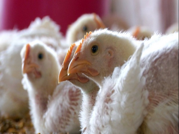 Avian Influenza Outbreak in Israel: Strict Measures Imposed