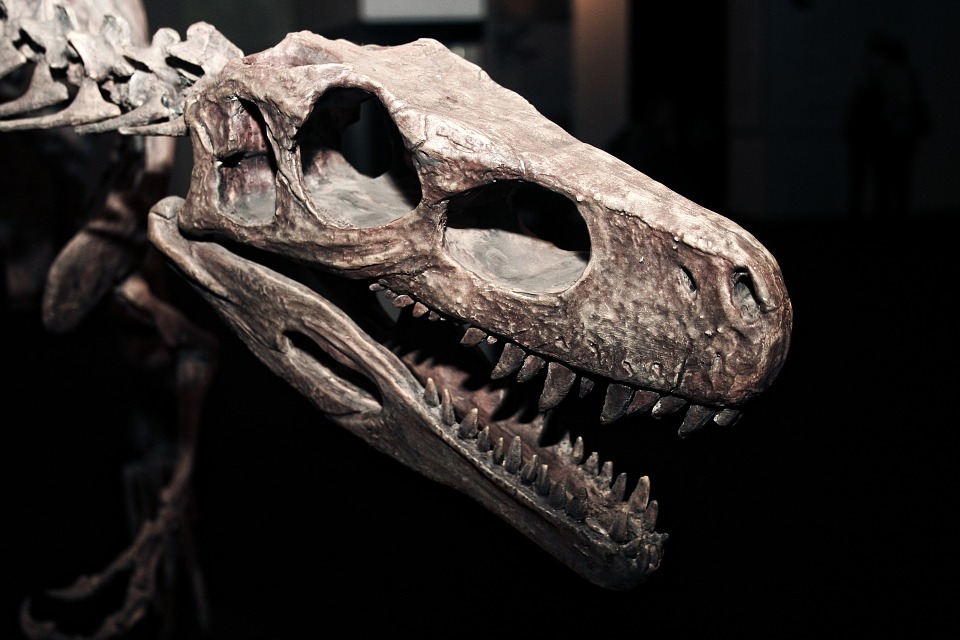Asteroid strike lead to sudden demise of Dinosaurs 66 million years ago: Study