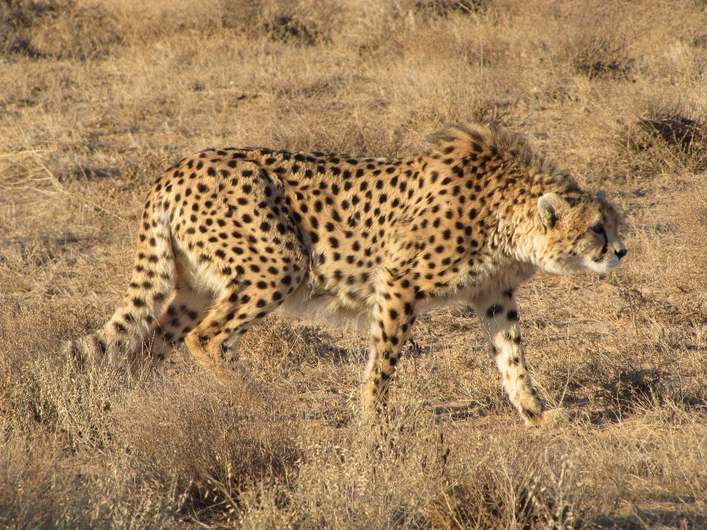 First batch of 12 cheetahs from South Africa likely to reach India in October