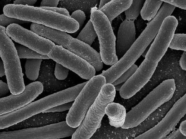 Adaptations in gut microbes helped our ancestors thrive in new geographical territories: Study