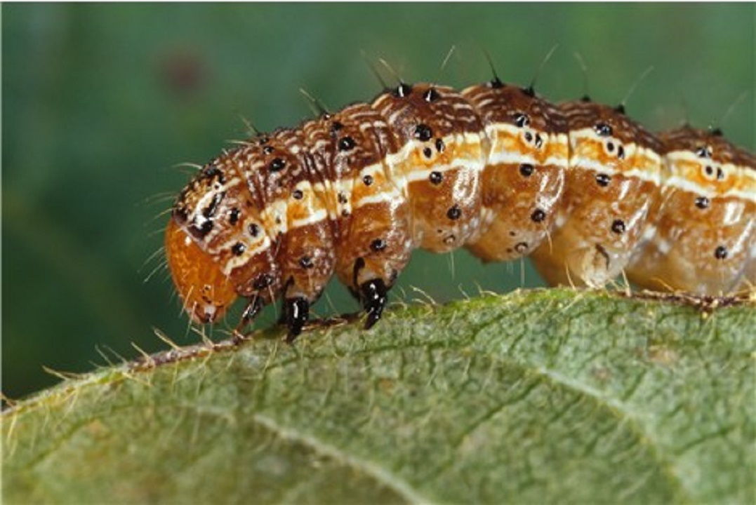 Double whammy on African farmers : Fall Armyworm after Locust Swarms 