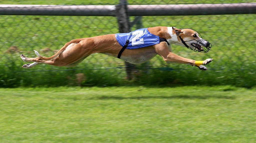 UK Greyhound Racing - A Booming Industry