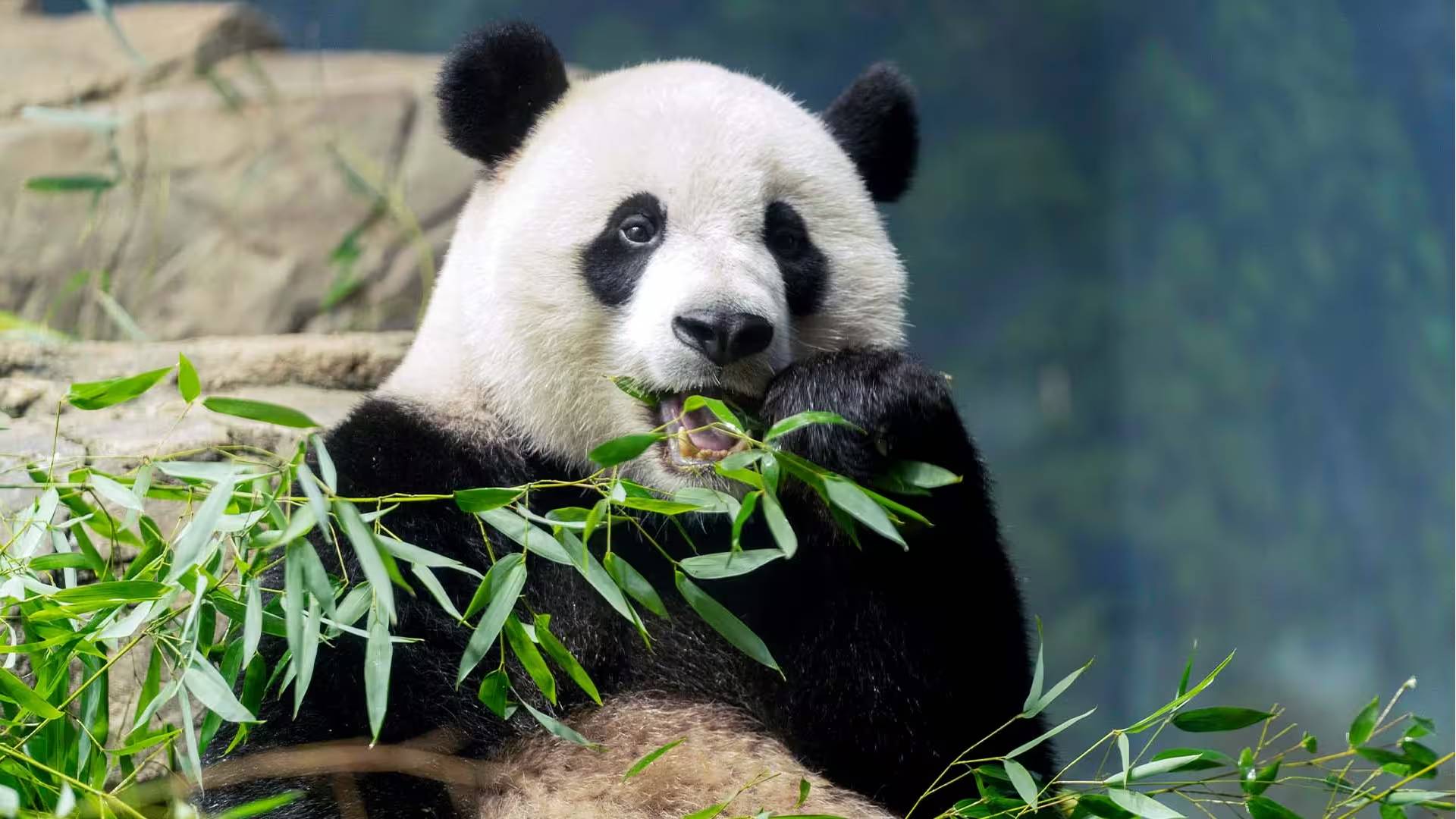 China to send more pandas to US, jump-starting new era of 'panda diplomacy'  