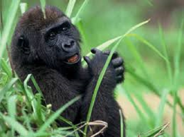 Uganda reports 2 new gorilla babies in Bwindi national park