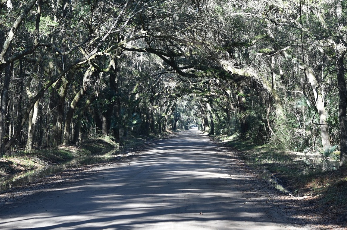 Air pollution and its impact on trees: New study shows alarming threat