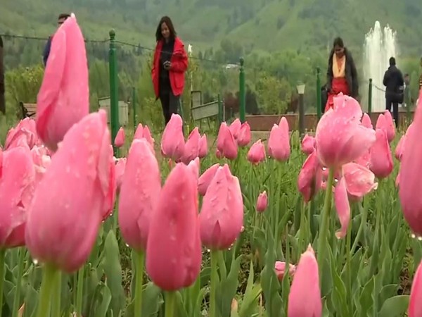 J-K: Tulip garden closes for this season after record tourist footfall