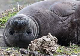 Science News Roundup: You think you need more sleep? Tell that to an elephant seal