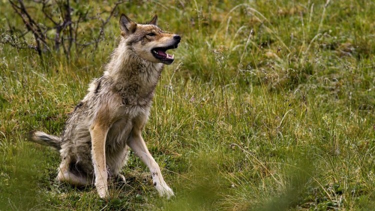 Guns versus dogs: Swiss decide Sunday on law to ease curbs on wolf shooting