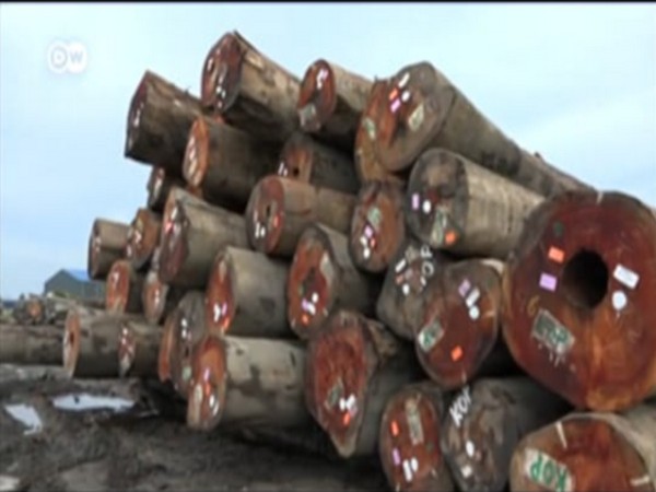 China's illegal timber business is stripping Suriname's forests