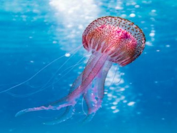 Research finds jellyfish stinging cells reveal biodiversity secrets