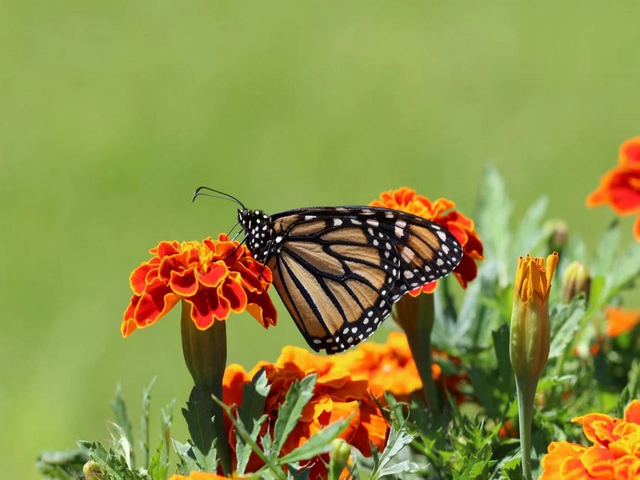 Light pollution can interfere with navigational abilities of monarch butterflies: Research