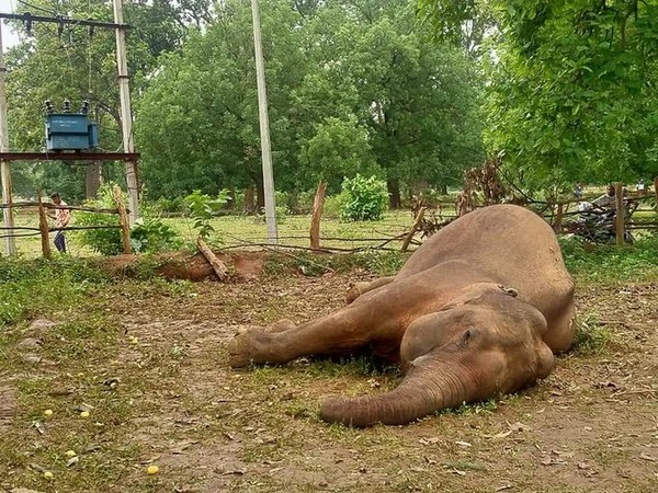 Chhattisgarh: Elephant found dead in Raigarh; 6th fatality in 4 months