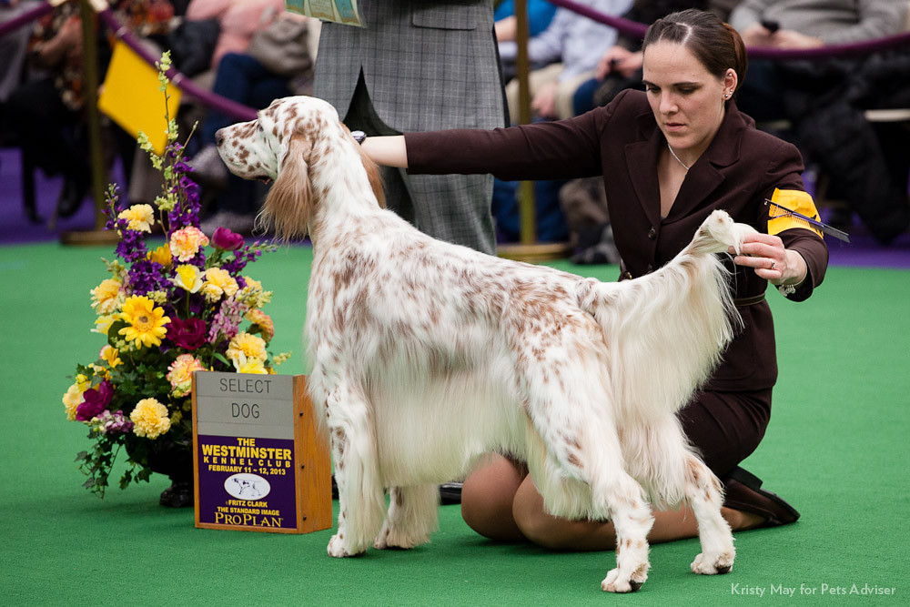 Top dog to be named at U.S. Westminster show