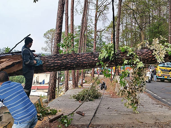 Maharashtra: Heavy rain lashes Thane; tree fall incidents reported