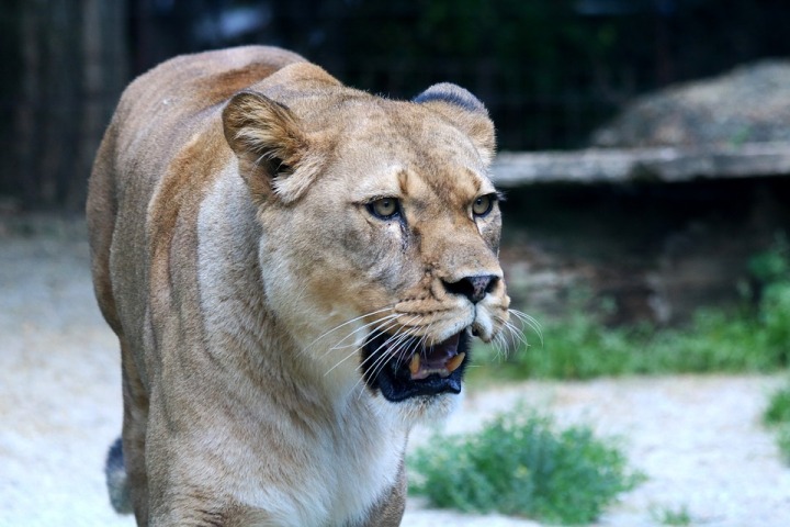 Decayed carcass of lioness found in Gujarat's Gir