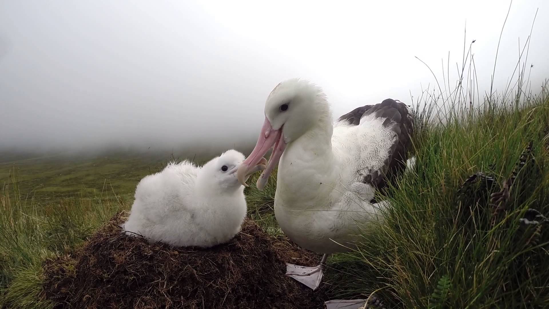 Giant killer mice killing endangered Tristan albatross chicks in South Atlantic island