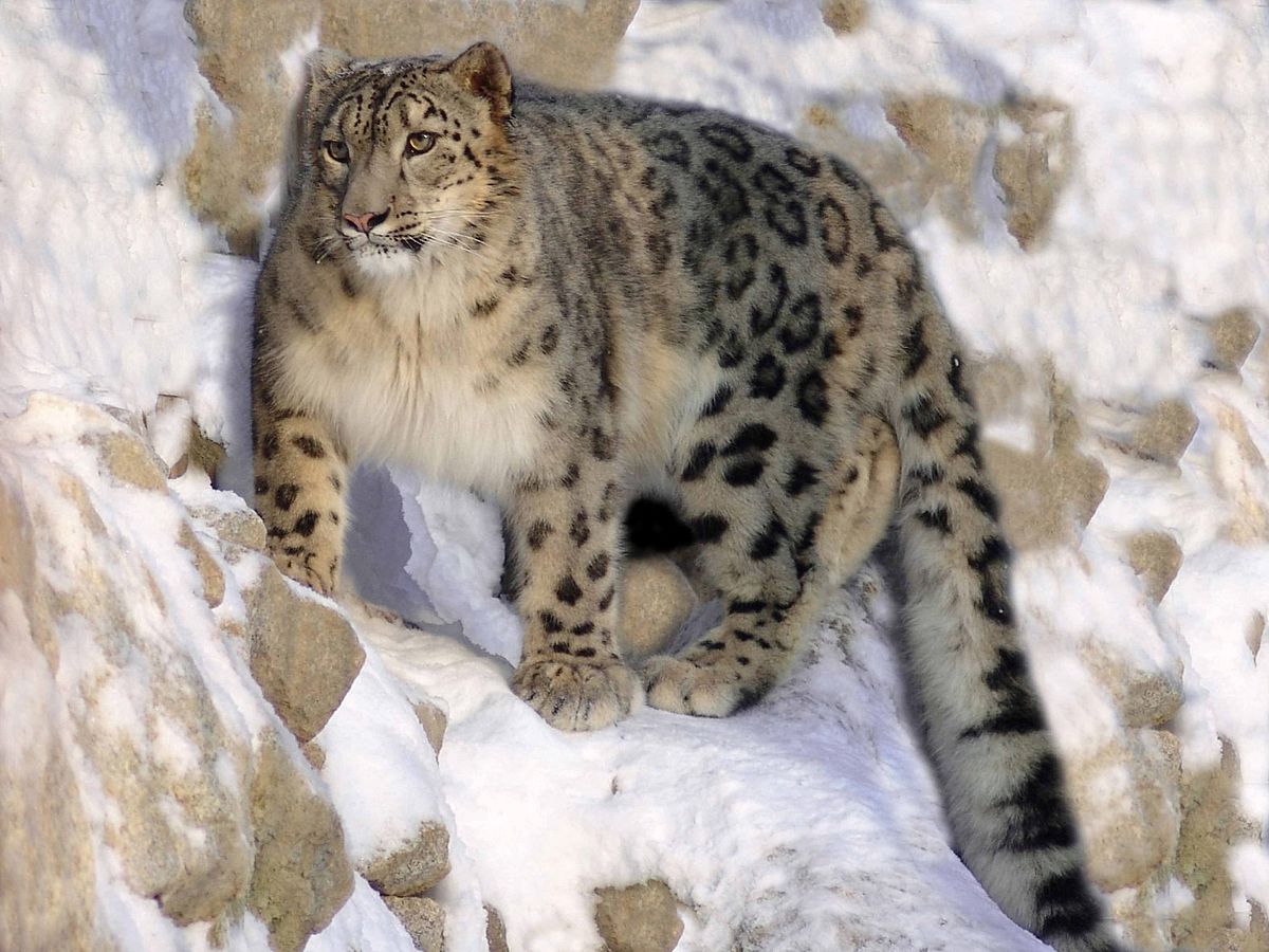 Snow leopard spotted for first time in Uttarakhand's Darma valley